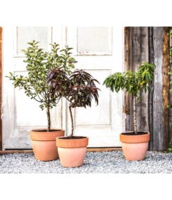 Zwergpfirsich 'Amber Pix Zee' -Gartenbedarf Geschäft 20190626 WE MO 002 ZwergundSaeulenobst GC10 2020 2