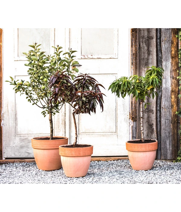 Zwergbirne 'Luisa' 4 Zwergbirne 'Luisa' – Bild 2