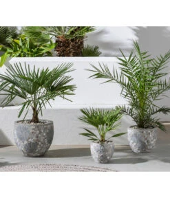 Hanfpalme -Gartenbedarf Geschäft 20190912 WE MO 001 Palme