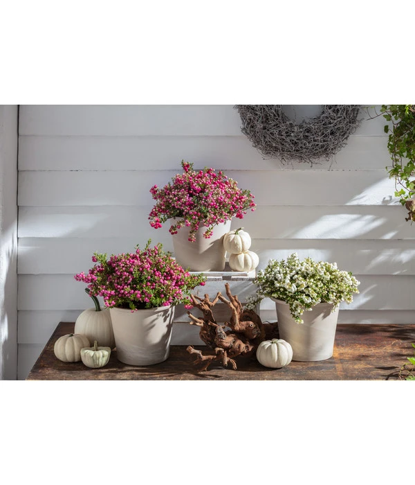 Torfmyrte, Rot 4 Torfmyrte, Rot – Bild 2