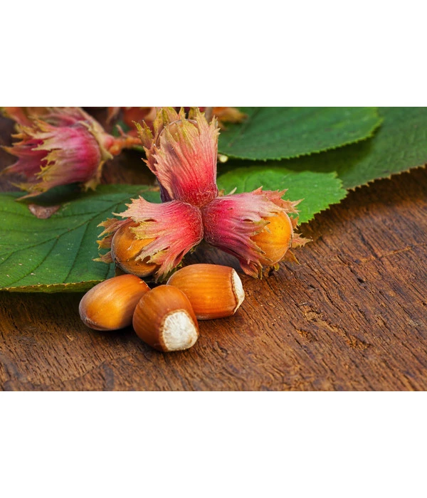 Dehner Haselnuss 'Rote Zellernuss' 5 Dehner Haselnuss 'Rote Zellernuss' – Bild 3