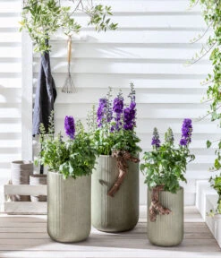 Rittersporn, Verschiedene Farben -Gartenbedarf Geschäft 20200709 WE MO 001 Rittersporn 2021 GC12