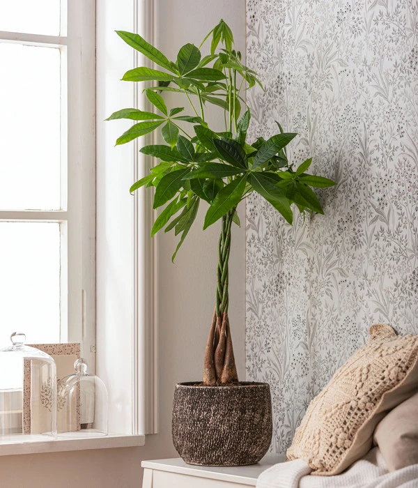 Glückskastanie - Pachira Aquatica, In Keramik 4 Glückskastanie - Pachira Aquatica, In Keramik – Bild 2