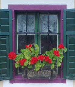 Roto Kunststoff-Pflanzkasten Planika, Rechteckig, Dunkelgrau, Ca. B49,5/H18,5/T20,5 Cm -Gartenbedarf Geschäft 4145769 WE MO 002 RotoKastenPlanika