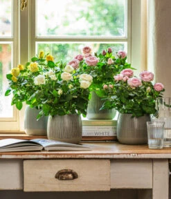 Dehner Übertopf-Set Pink Beauties, 2-teilig -Gartenbedarf Geschäft 4461091 WE MO 001 TopfIdaGrau