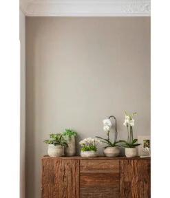 Elefantenohr - Kalanchoe Beharensis -Gartenbedarf Geschäft 4473492 PR MO 001 OrchideenkeramikFrayaHellbraun 4473500 4473518 4473534 4473542