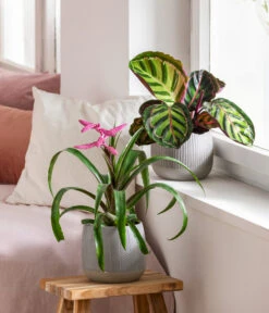 Dehner Übertopf-Set Pink Beauties, 2-teilig -Gartenbedarf Geschäft 4495172 8745259 WE MO 001 PinkBeauties PflanzenSetOnlineHer