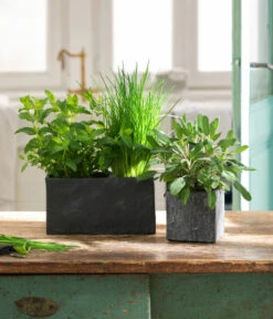 Dehner Zement-Jardiniere Slate, Rechteckig, Grau -Gartenbedarf Geschäft 5056221 3824307 3824299 WE MO 002 JardiniereSlateGrau