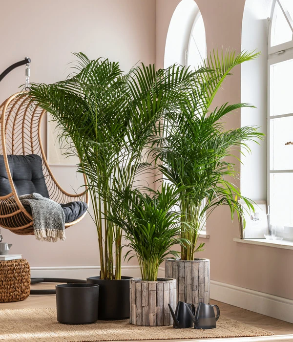 Emsa Gießkanne FUCHSIA Opak, 1,5 L 4 Emsa Gießkanne FUCHSIA Opak, 1,5 L – Bild 2