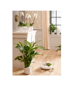 Dehner Keramik-Übertopf Lustrinado, Rund -Gartenbedarf Geschäft 5174586 PR MO 001 ExklusivSerieLustrinadoWeiss