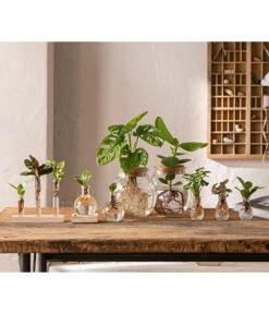 Waterplant Balsamapfel Im Kugelglas - Clusia Rosea 'Princess', Mit LED -Gartenbedarf Geschäft 6125066 WE MO 001 WaterPlants 1