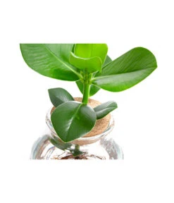 Waterplant Balsamapfel Im Kugelglas - Clusia Rosea 'Princess', Ca. 30 Cm -Gartenbedarf Geschäft 6125082 WE DE 001 WaterPlantsClusia12cm