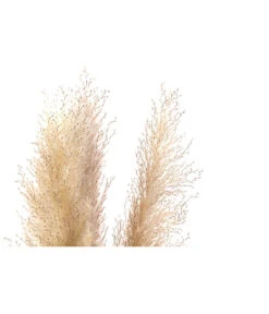 Trockenblumenbund Pampasgras, Natur -Gartenbedarf Geschäft 6272595 WE DE 001 PampasgrasNatur145cm