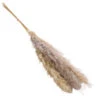 Trockenblumenbund Pampasgras, Natur -Gartenbedarf Geschäft 6272595 WE FS 001 PampasgrasNatur145cm