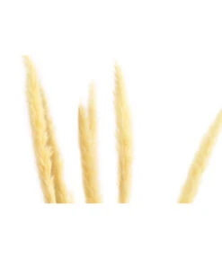 Trockenblumenbund Pampasgras -Gartenbedarf Geschäft 6284111 PR DE 001 Pampasgras65cmgebleicht6StDehnerExpressHerzig