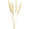 Trockenblumenbund Pampasgras -Gartenbedarf Geschäft 6284111 PR FS 001 Pampasgras65cmgebleicht6StDehnerExpressHerzig