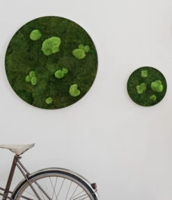 StyleGREEN Bild Aus Wald- Und Kugelmoos, Kreisförmig, Ca. Ø80 Cm -Gartenbedarf Geschäft 6429781 WE MO 001 Wald KugelmoosbildD80cm