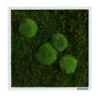 StyleGREEN Bild Aus Wald- Und Kugelmoos, Quadratisch, Ca. B35/H35/T6 Cm -Gartenbedarf Geschäft 6429948 WE FS 001 Wald Kugelmoosbild35x35cmStylegreen
