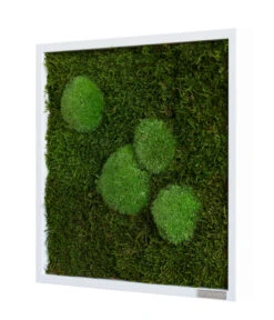 StyleGREEN Bild Aus Wald- Und Kugelmoos, Quadratisch, Ca. B35/H35/T6 Cm -Gartenbedarf Geschäft 6429948 WE FS 002 Wald Kugelmoosbild35x35cmStylegreen