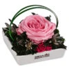 Dehner Keramik-Schale Mit Longlife-Rose Dita, Rosa, Ca. B10/H11/T10 Cm -Gartenbedarf Geschäft 6537708 WE FS 002 LL SchaleDitaROSA