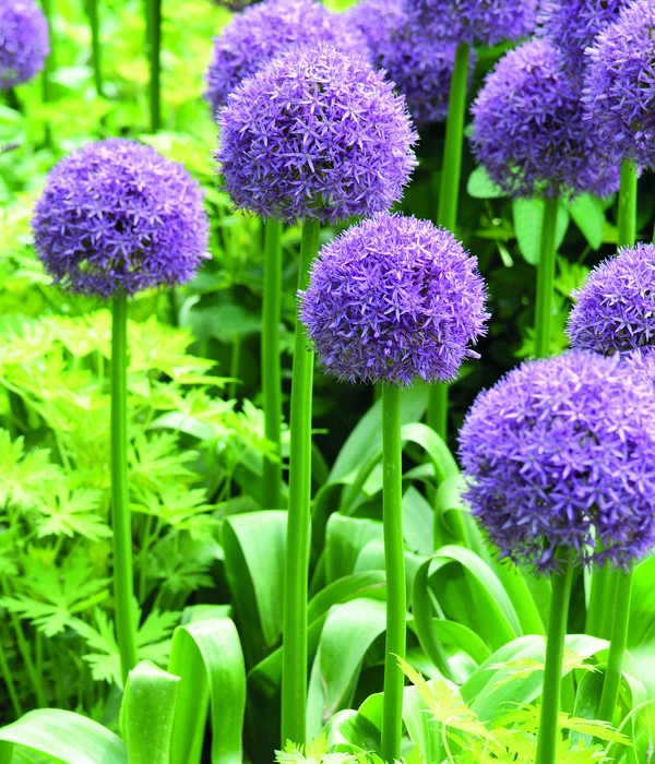 Dehner Blumenzwiebel 5 Monate Blütenpracht, 200 Stk. 4 Dehner Blumenzwiebel 5 Monate Blütenpracht, 200 Stk. – Bild 2