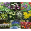 Dehner Blumenzwiebel 5 Monate Blütenpracht, 200 Stk. -Gartenbedarf Geschäft 6617286 WE MO 001 DehnerBlumenzwiebel5MonateBlumenpaket
