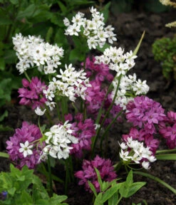 Dehner Blumenzwiebel 5 Monate Blütenpracht, 200 Stk. 16 Dehner Blumenzwiebel 5 Monate Blütenpracht, 200 Stk. -Gartenbedarf Geschäft 6617286 WE MO 002 DehnerBlumenzwiebel5MonateBlumenpaket