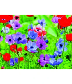 Dehner Blumenzwiebel 5 Monate Blütenpracht, 200 Stk. 17 Dehner Blumenzwiebel 5 Monate Blütenpracht, 200 Stk. -Gartenbedarf Geschäft 6617286 WE MO 003 DehnerBlumenzwiebel5MonateBlumenpaket