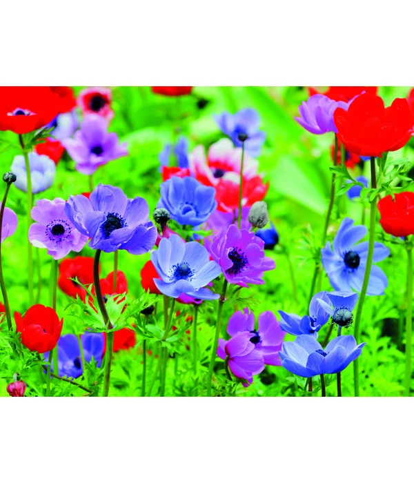 Dehner Blumenzwiebel 5 Monate Blütenpracht, 200 Stk. 6 Dehner Blumenzwiebel 5 Monate Blütenpracht, 200 Stk. – Bild 4