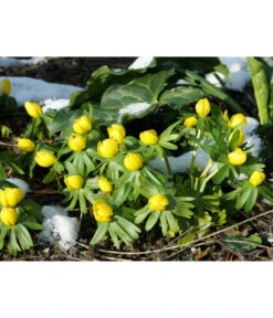 Dehner Blumenzwiebel 5 Monate Blütenpracht, 200 Stk. 18 Dehner Blumenzwiebel 5 Monate Blütenpracht, 200 Stk. -Gartenbedarf Geschäft 6617286 WE MO 004 DehnerBlumenzwiebel5MonateBlumenpaket