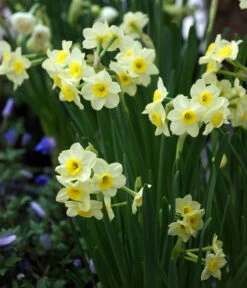 Dehner Blumenzwiebel 5 Monate Blütenpracht, 200 Stk. 19 Dehner Blumenzwiebel 5 Monate Blütenpracht, 200 Stk. -Gartenbedarf Geschäft 6617286 WE MO 005 DehnerBlumenzwiebel5MonateBlumenpaket