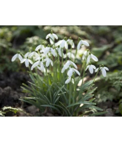 Dehner Blumenzwiebel 5 Monate Blütenpracht, 200 Stk. 20 Dehner Blumenzwiebel 5 Monate Blütenpracht, 200 Stk. -Gartenbedarf Geschäft 6617286 WE MO 006 DehnerBlumenzwiebel5MonateBlumenpaket