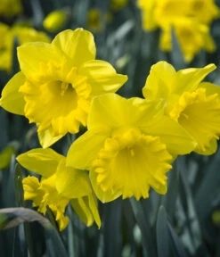 Dehner Blumenzwiebel 5 Monate Blütenpracht, 200 Stk. 21 Dehner Blumenzwiebel 5 Monate Blütenpracht, 200 Stk. -Gartenbedarf Geschäft 6617286 WE MO 007 DehnerBlumenzwiebel5MonateBlumenpaket