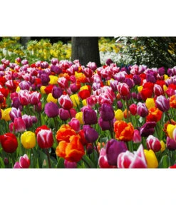 Dehner Blumenzwiebel 5 Monate Blütenpracht, 200 Stk. 24 Dehner Blumenzwiebel 5 Monate Blütenpracht, 200 Stk. -Gartenbedarf Geschäft 6617286 WE MO 010 DehnerBlumenzwiebel5MonateBlumenpaket