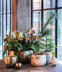 Frauenschuh - Paphiopedilum Hybride, Verschiedene Sorten 19 Frauenschuh - Paphiopedilum Hybride, Verschiedene Sorten -Gartenbedarf Geschäft 6732606 6732499 6732515 6784912 6784920 6784938 WE MO 001 TopfNolaGoldGrauTopfSchaleKodyGold