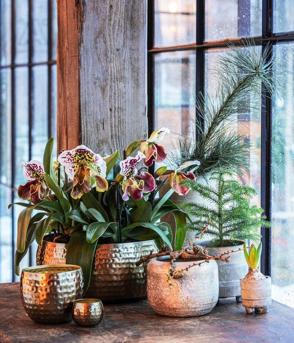 Frauenschuh - Paphiopedilum Hybride, Verschiedene Sorten 8 Frauenschuh - Paphiopedilum Hybride, Verschiedene Sorten – Bild 6