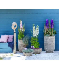 Rittersporn, Verschiedene Farben -Gartenbedarf Geschäft 6732911 WE MO 001 KeramikPflanztopfRelicRittersporn