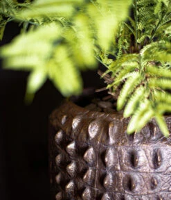 Fleur Ami Kunststoff-Topf Croc, Konisch, Bronze, Ca. Ø47/H56 Cm -Gartenbedarf Geschäft 6758999 WE MO 002 FleurAmiPflanzgefaessCroc