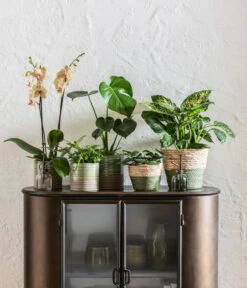 Dieffenbachie - Dieffenbachia Seguine Compacta -Gartenbedarf Geschäft 6842892 6735286 6842892 6842900 WE MO 001 KorbPhilGruen