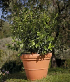 Farmet New Kunststoff-Topf Impruneta, Rund, Terrakotta, Inkl. Untersetzer 8 Farmet New Kunststoff-Topf Impruneta, Rund, Terrakotta, Inkl. Untersetzer -Gartenbedarf Geschäft 6965271 WE MO 001 FarmetNewKunststoffBlumentopfImprunetarundterrakotta