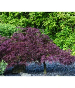 Dunkelroter Schlitz-Ahorn 'Dissectum Garnet', Ca. 30-40 Cm -Gartenbedarf Geschäft 7015761 PR MO 002 AcerPalmatumDissectumGarnetLucknerRetu