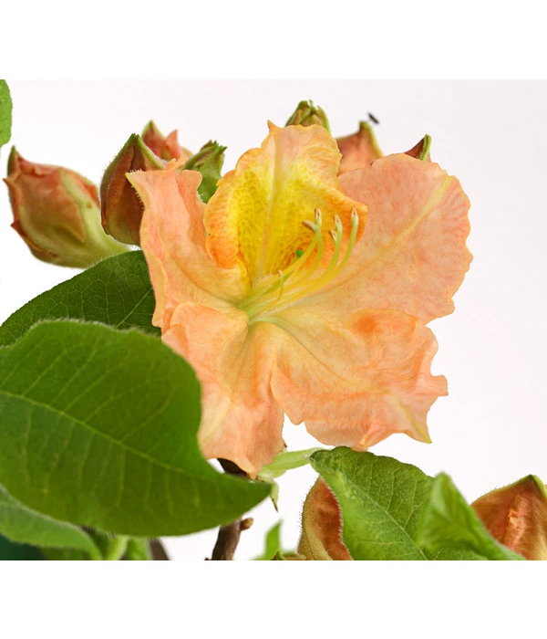 Knap-Hill-Azaleen 3 Knap-Hill-Azaleen