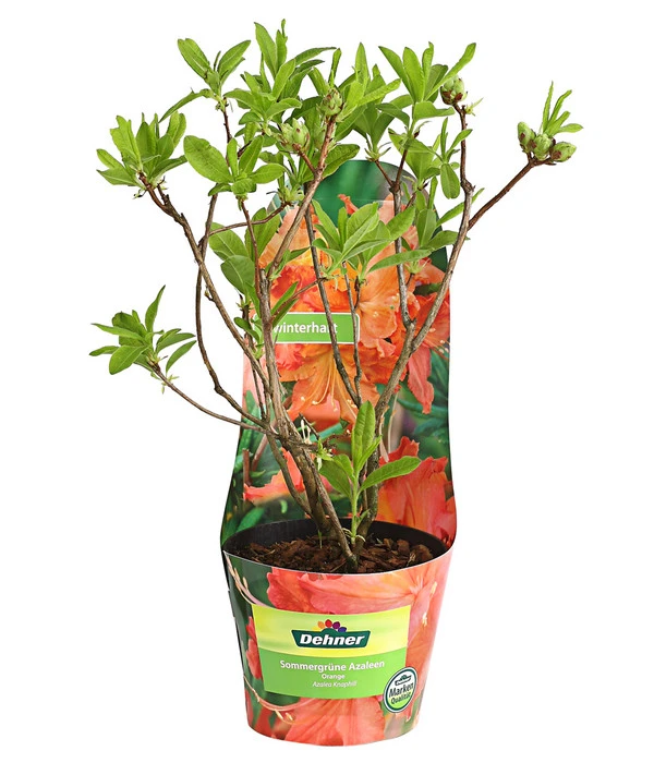 Knap-Hill-Azaleen 4 Knap-Hill-Azaleen – Bild 2