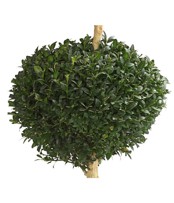 Buchsbaum, Stämmchen Mit 3 Kugeln 4 Buchsbaum, Stämmchen Mit 3 Kugeln – Bild 2