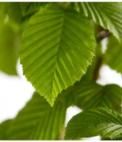 13 Meter Hainbuche, 40 X Ca. 175-200 Cm -Gartenbedarf Geschäft 7088883 WE DE 001 CarpinusBetulusHainbuche4LDehnerExpressZS