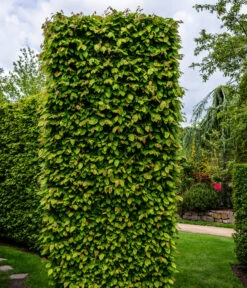 13 Meter Hainbuche, 40 X Ca. 175-200 Cm -Gartenbedarf Geschäft 7089188 WE MO Luckner Hecke CarpinusBetulusHainbuche