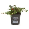 Zwergmispel 'Streibs Findling' -Gartenbedarf Geschäft 7144041 WE FS 001 CotoneasterStreibsFindlingTeppichZwergmispelT9