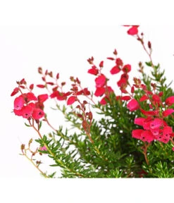 Irische Glockenheide -Gartenbedarf Geschäft 7163009 WER DE 002 DaboeciaDehnerExpressHerzig