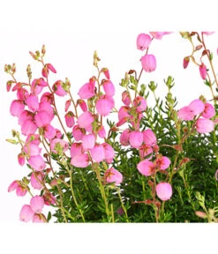 Irische Glockenheide -Gartenbedarf Geschäft 7163009 WE DE 001 DaboeciaDehnerExpressHerzig