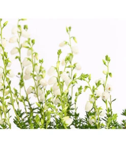 Irische Glockenheide -Gartenbedarf Geschäft 7163009 WE DE 003 DaboeciaDehnerExpressHerzig